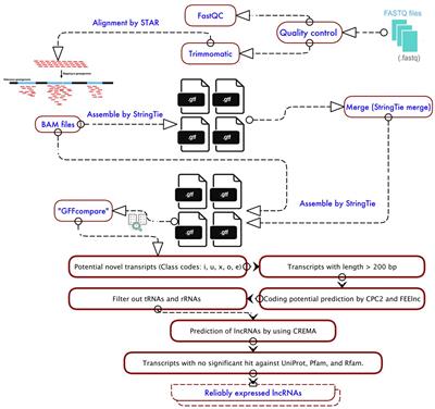 Identification of the Complex Interplay Between Nematode-Related lncRNAs and Their Target Genes in Glycine max L.